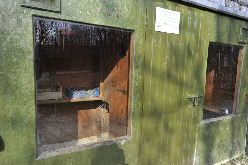 Leopardus tigrinus enclosure