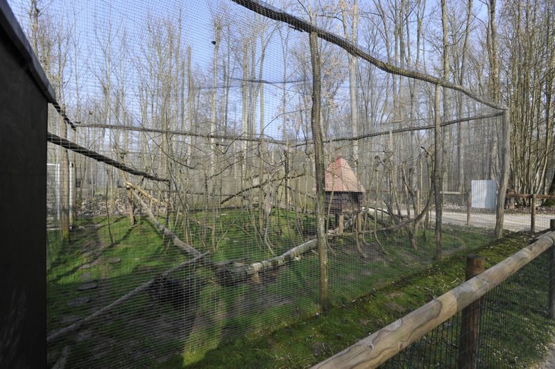 Leopardus tigrinus enclosure