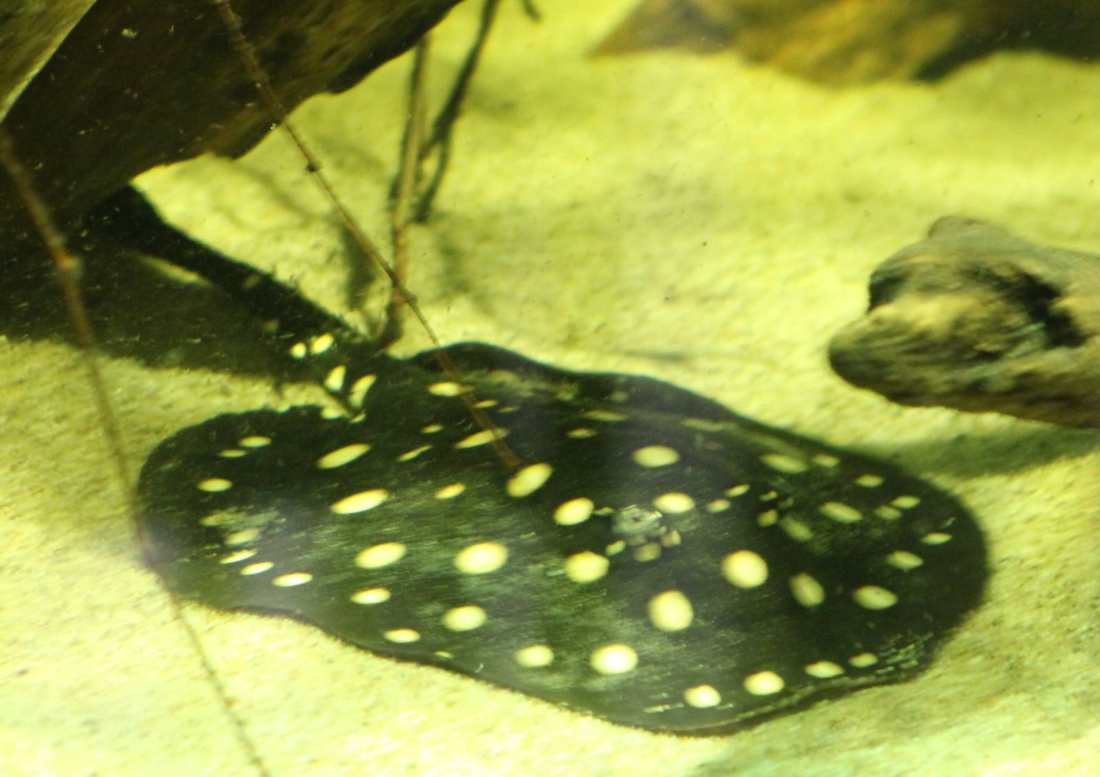 Leopold freshwater ray