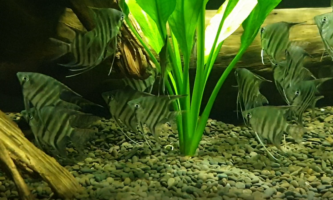 Leopold's angelfish - Pterophyllum leopoldi