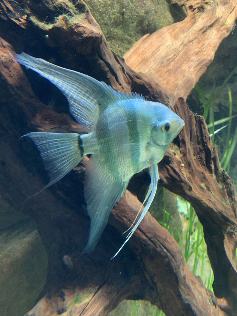 Leopold's angelfish