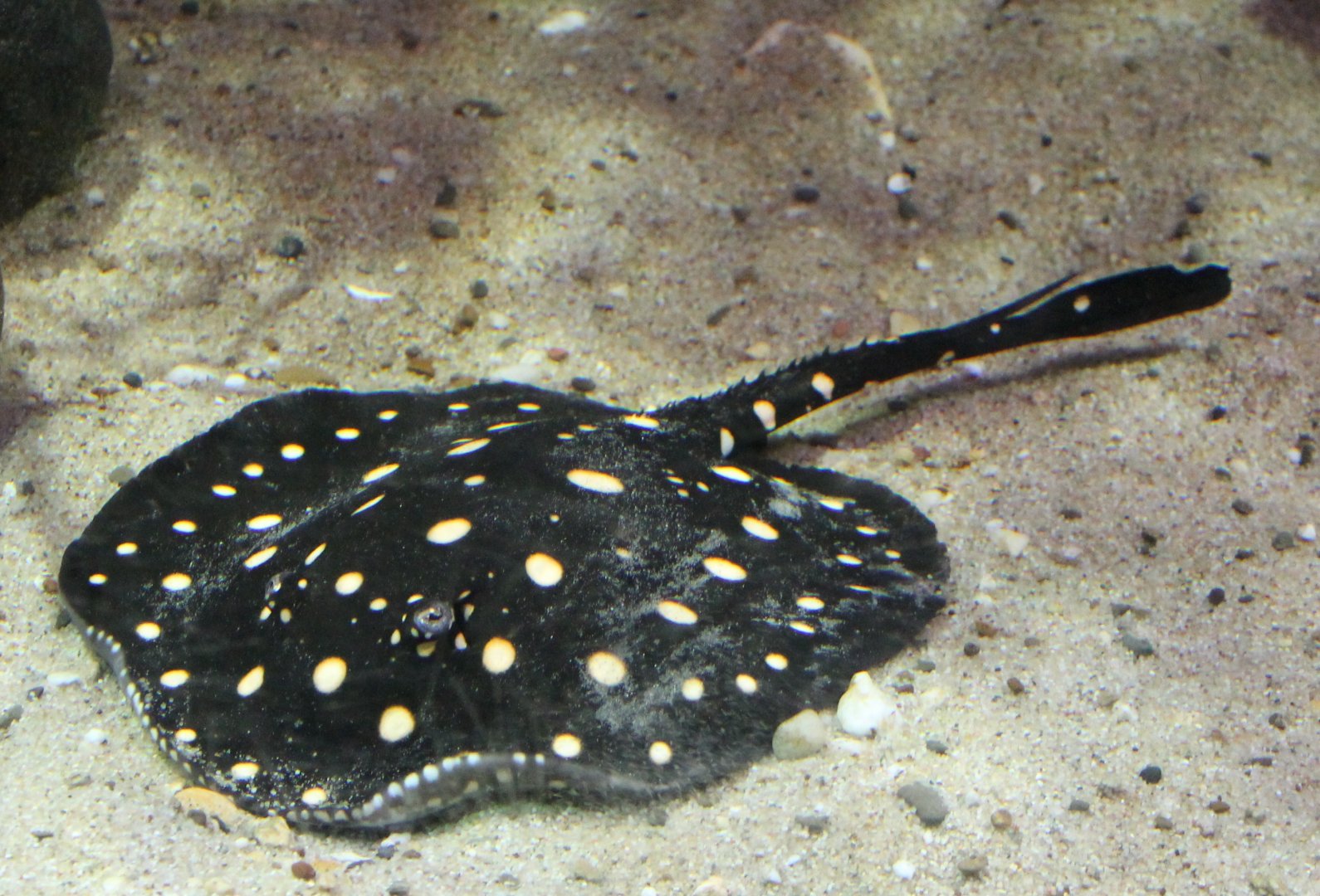 Leopold's Freshwater Ray - Potamotrygon leopoldi