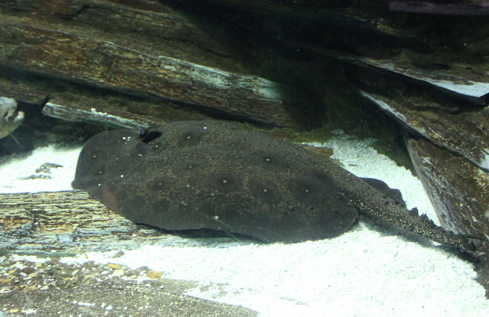 Leopold's freshwater ray