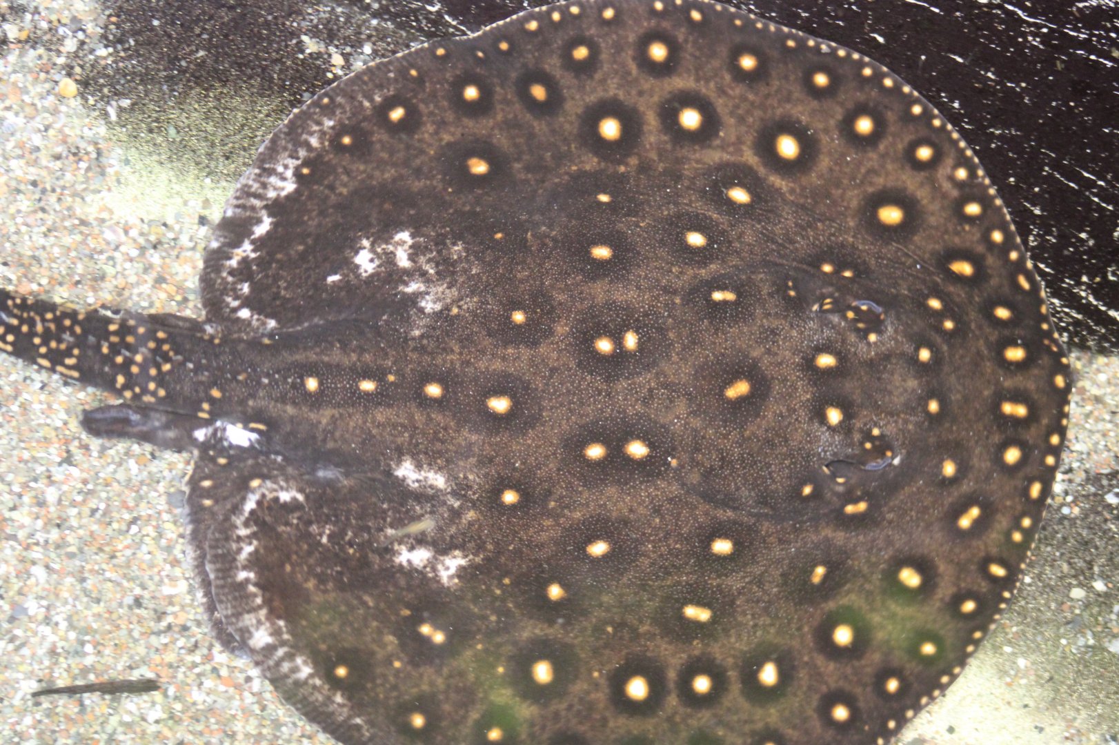 Leopold's river stingray