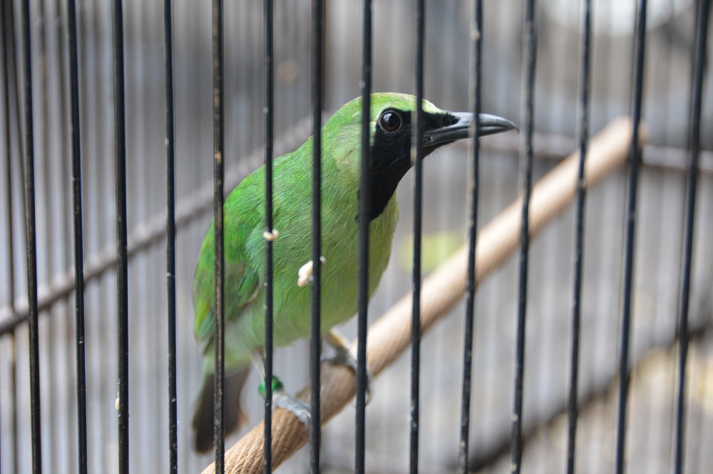 Leothrix.  ?  Bali bird market