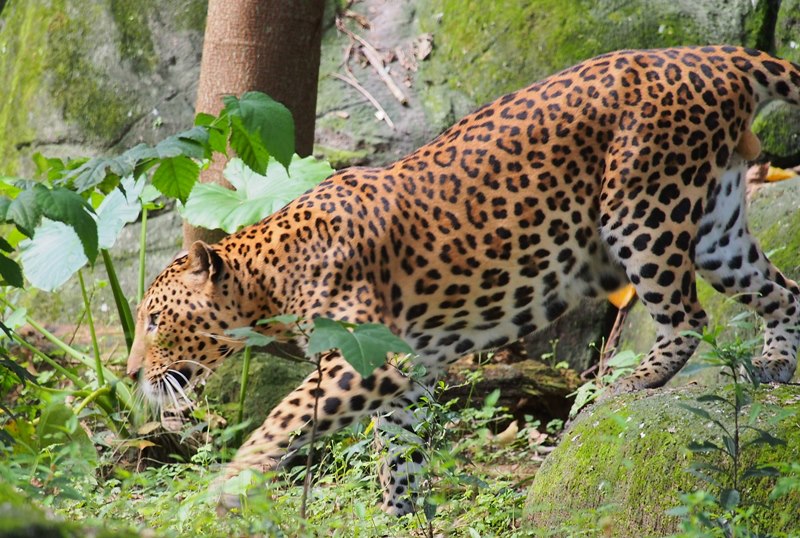 lepard