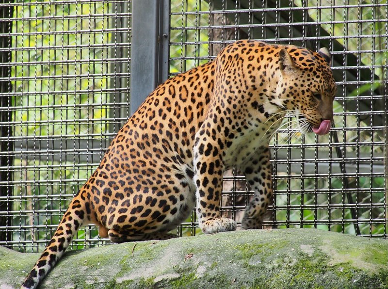 lepard