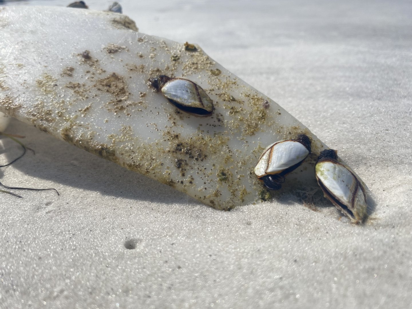 Lepas Anatifera - USA Wildlife.