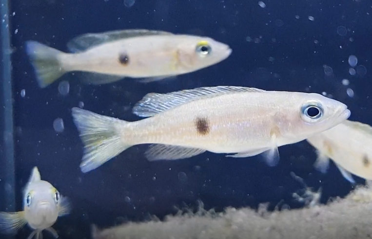 Lepidiolamprologus attenuatus