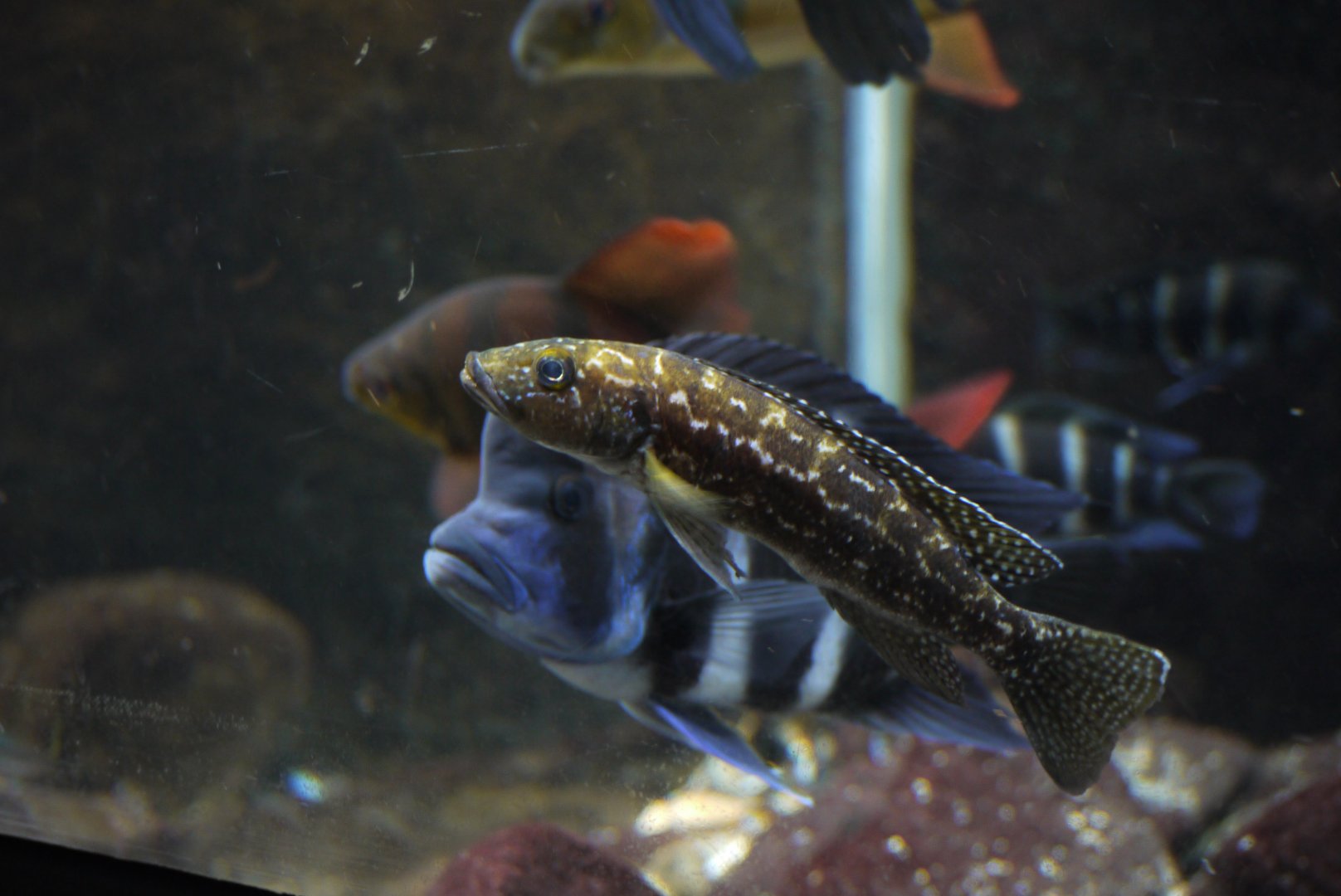 Lepidiolamprologus kendalli