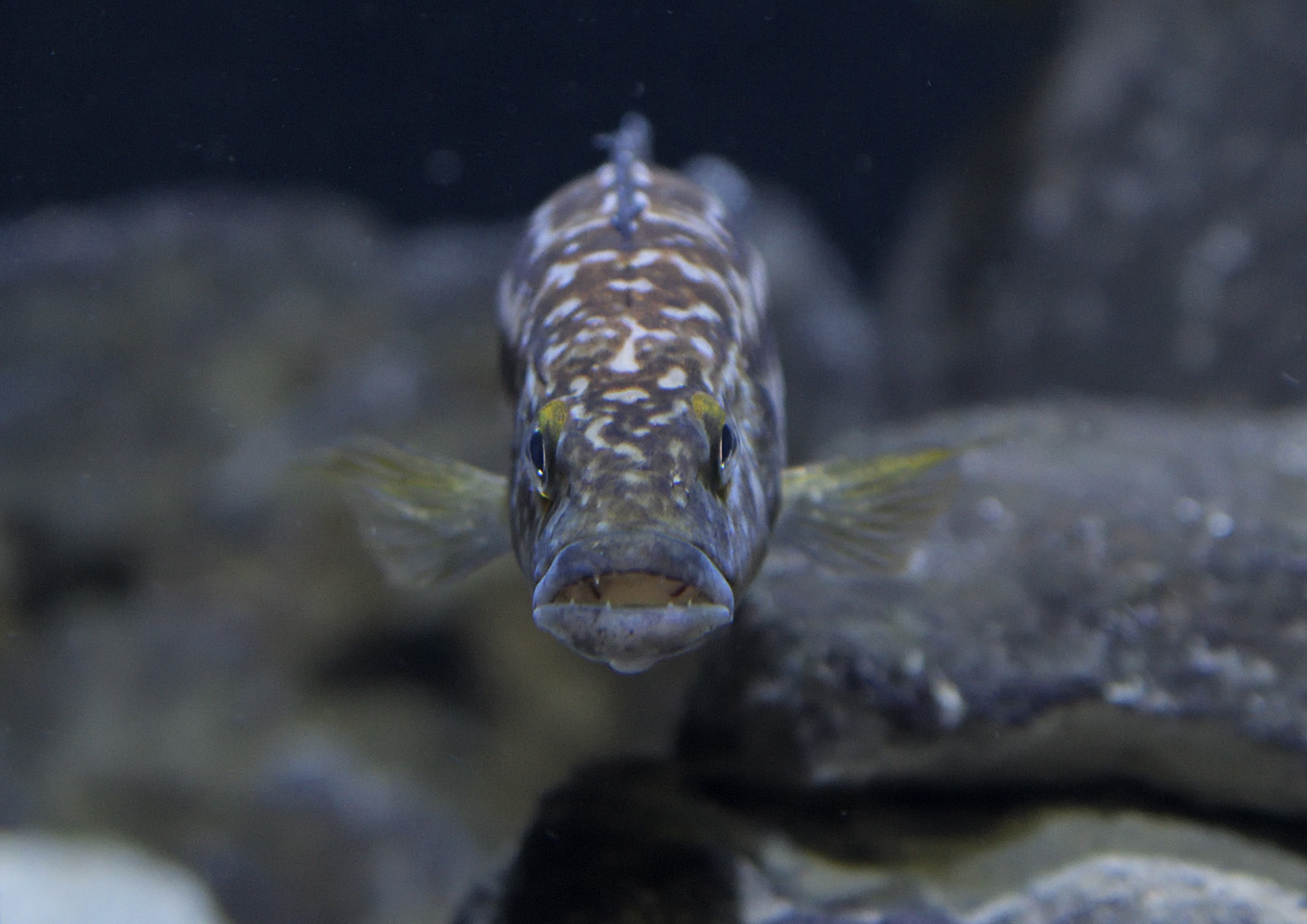 Lepidiolamprologus sp