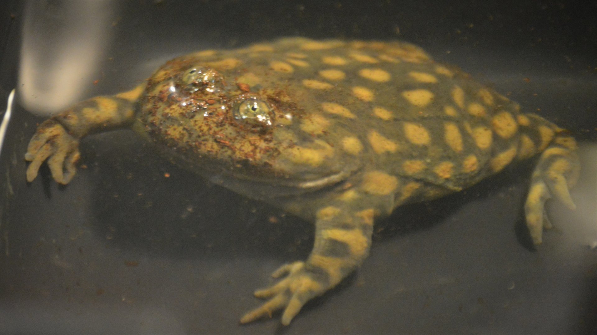 Lepidobatrachus laevis "Cash"