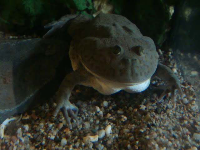 Lepidobatrachus laevis