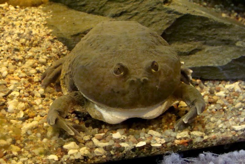 Lepidobatrachus laevis