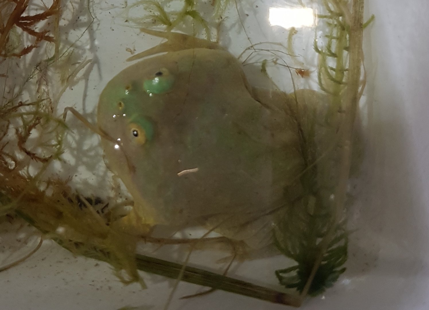 Lepidobatrachus laevis