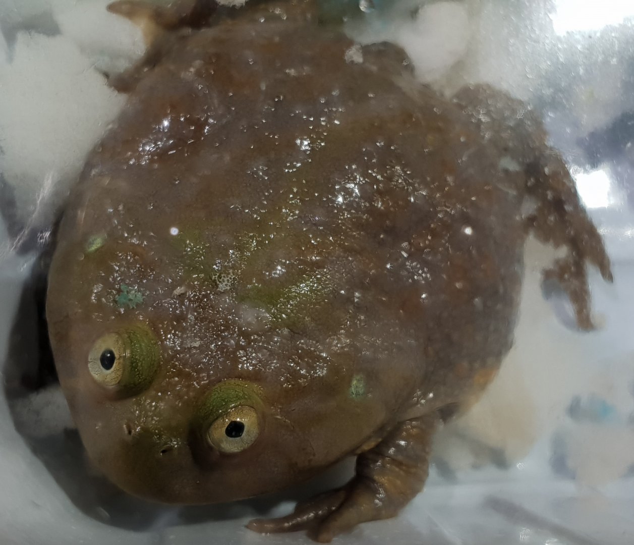 Lepidobatrachus leavis