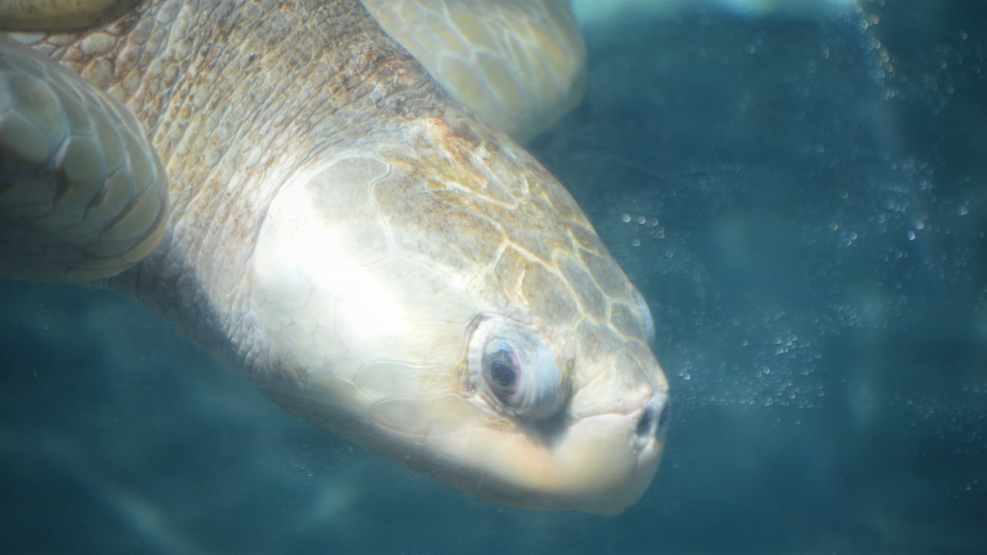 Lepidochelys olivacea
