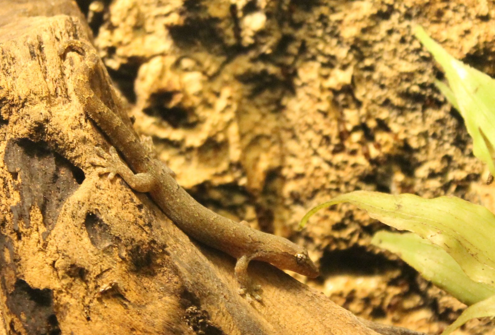 Lepidodactylus lugubris