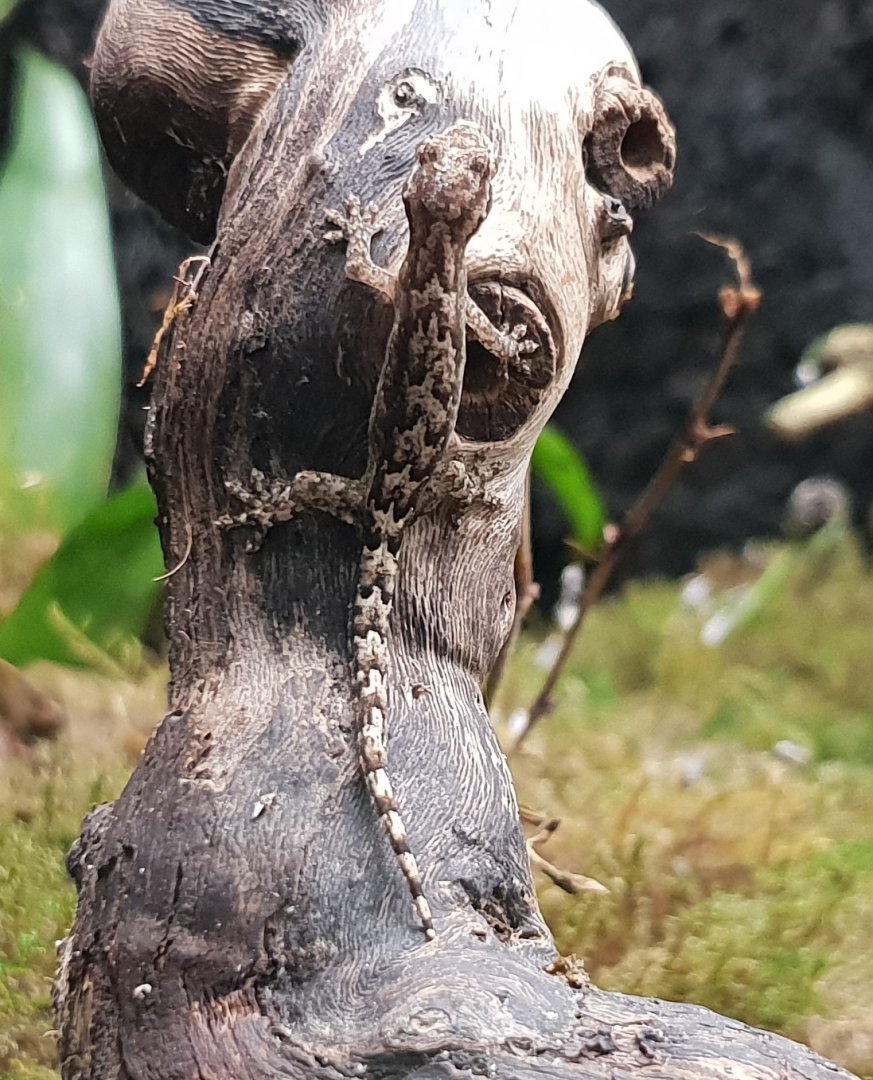 Lepidodactylus lugubris