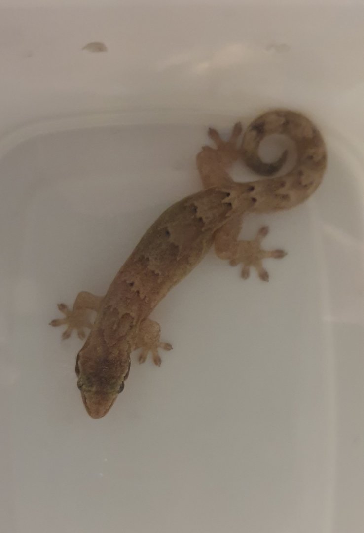 Lepidodactylus lugubris