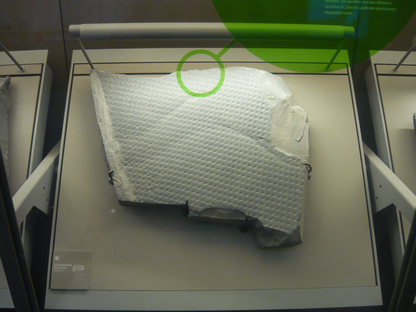 Lepidodendron aculeatum