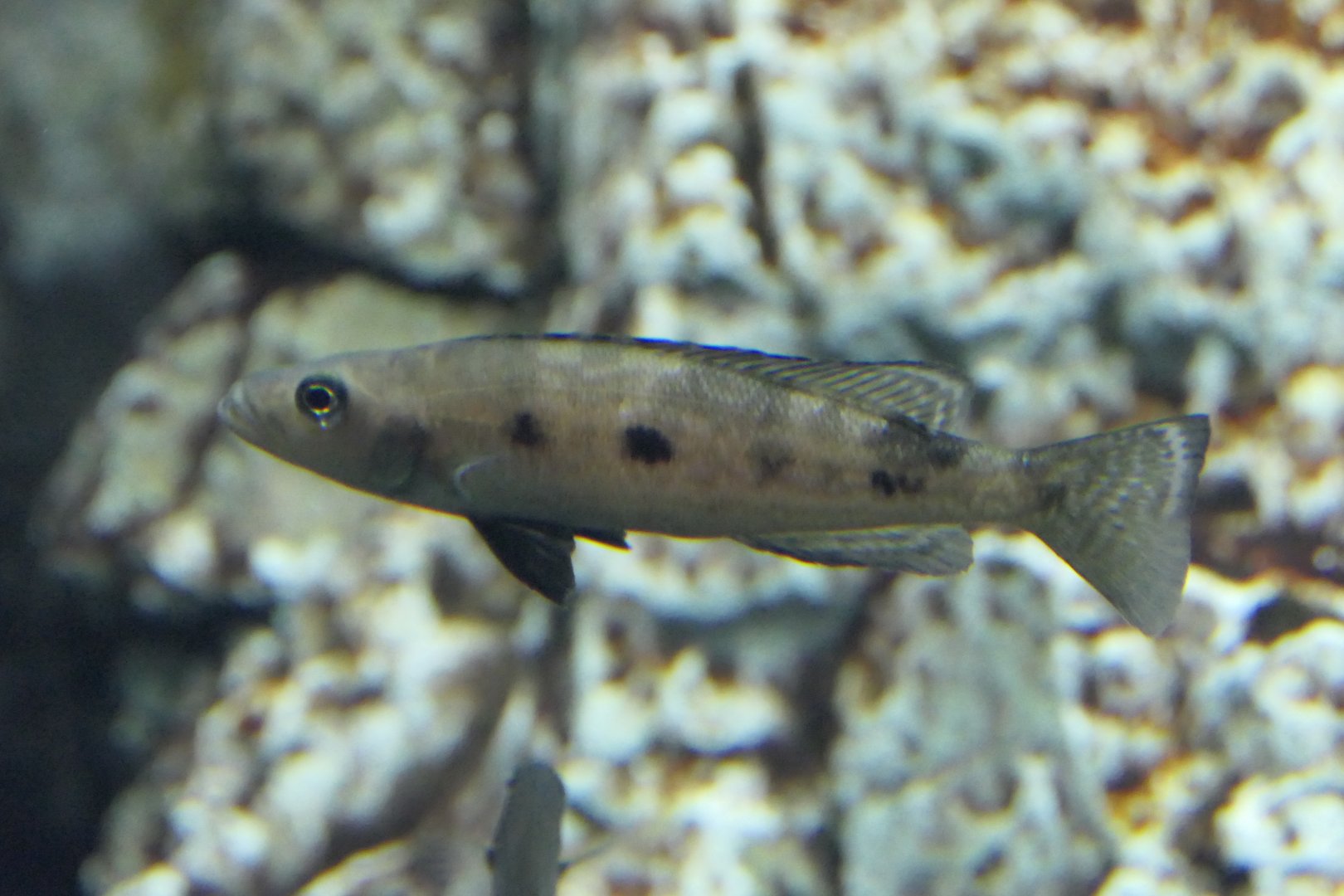 Lepidolamprologus attenuatus - Lake Biwa Museum