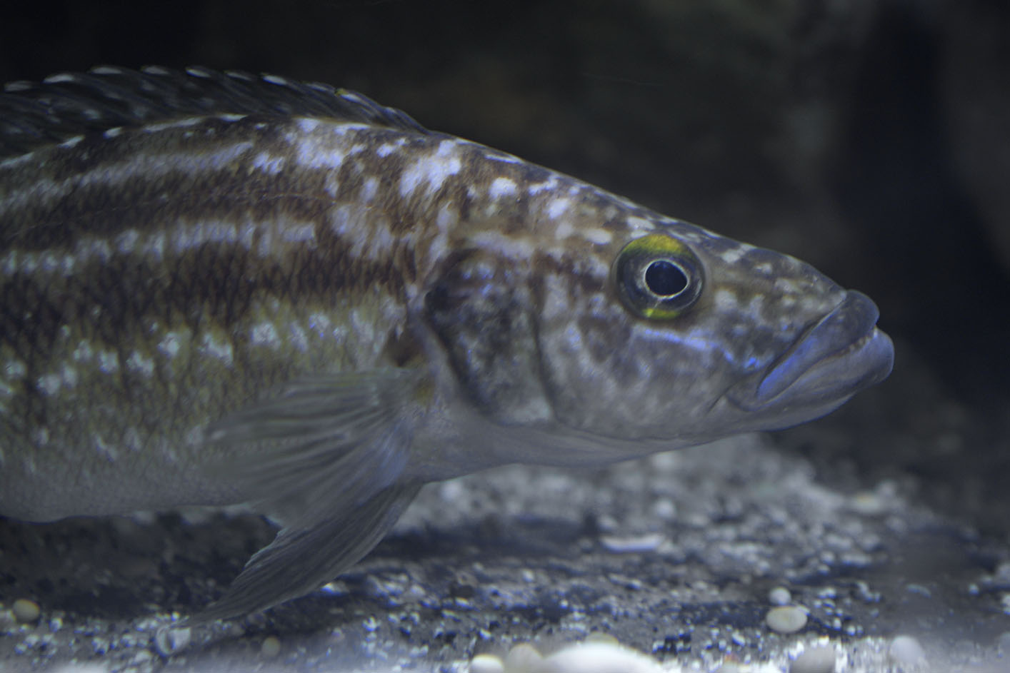 Lepidolamprologus kendalli