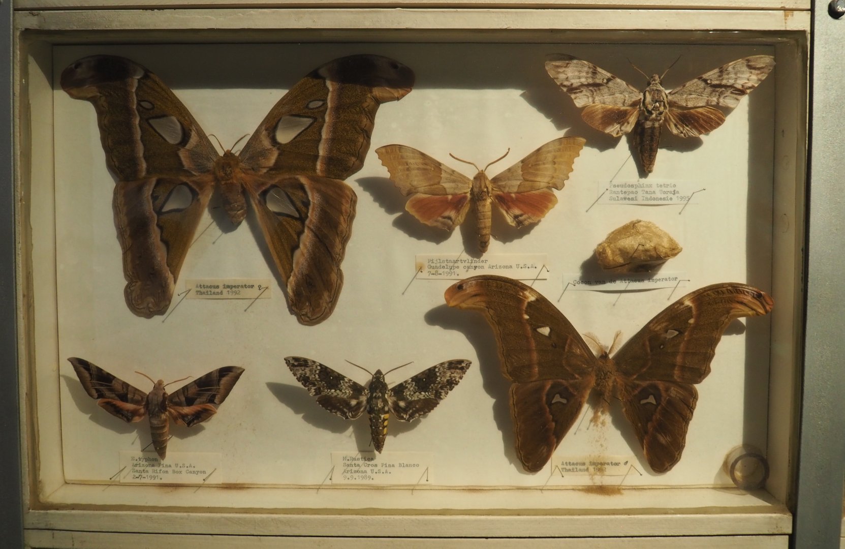 Lepidoptera collection in the reptile corridor - Case with Bombycoidea moths specimens, 2020-06-20