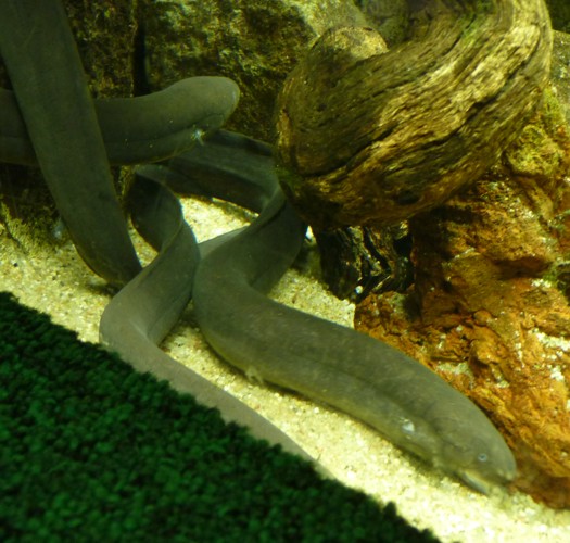 Lepidosiren paradoxa