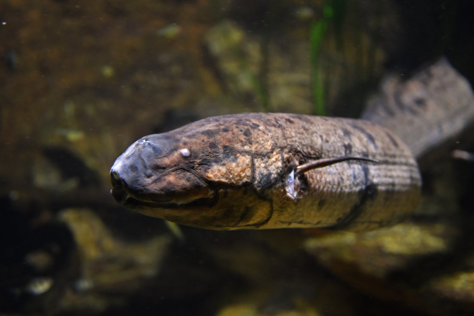 Lepidosiren paradoxa