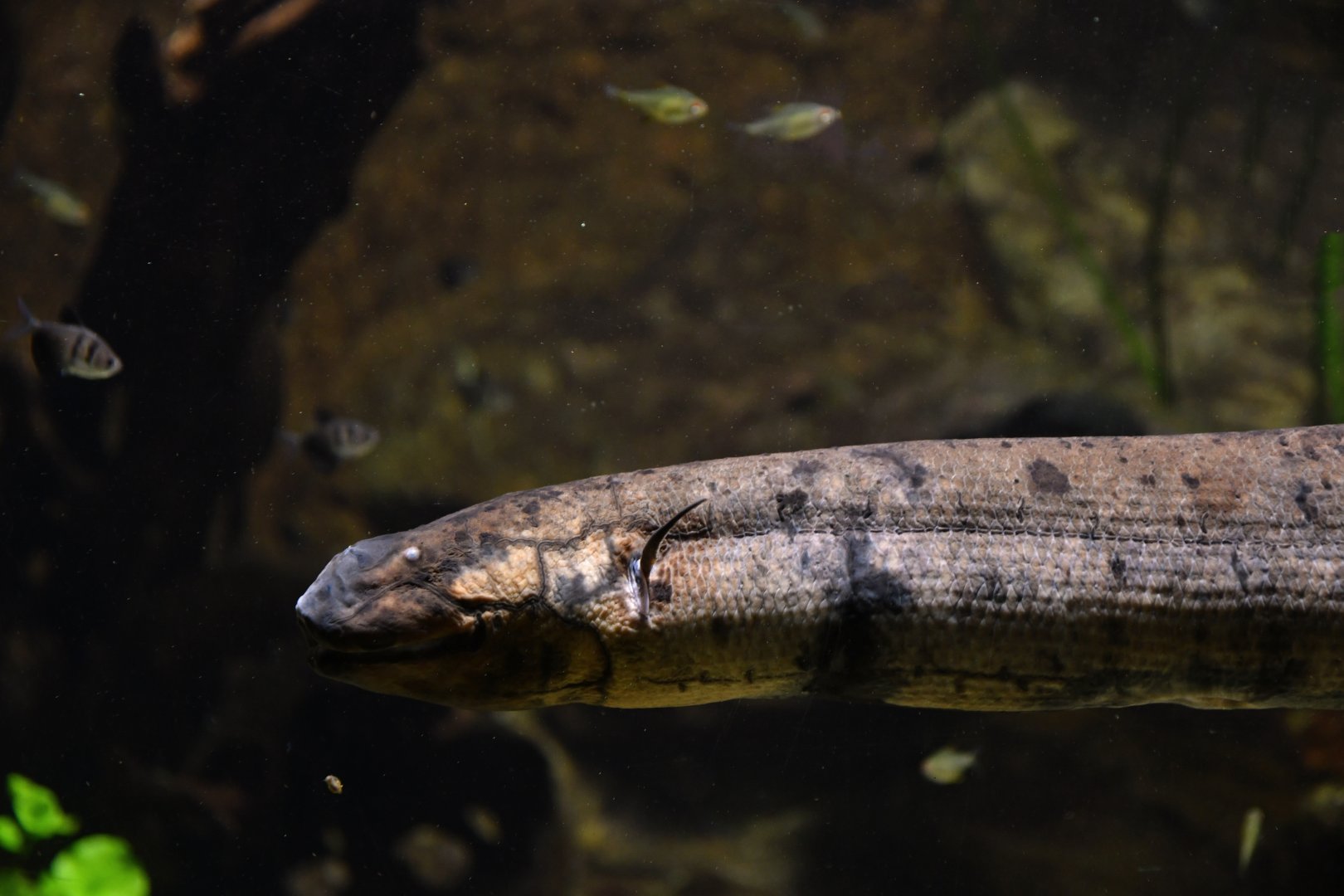 Lepidosiren paradoxa