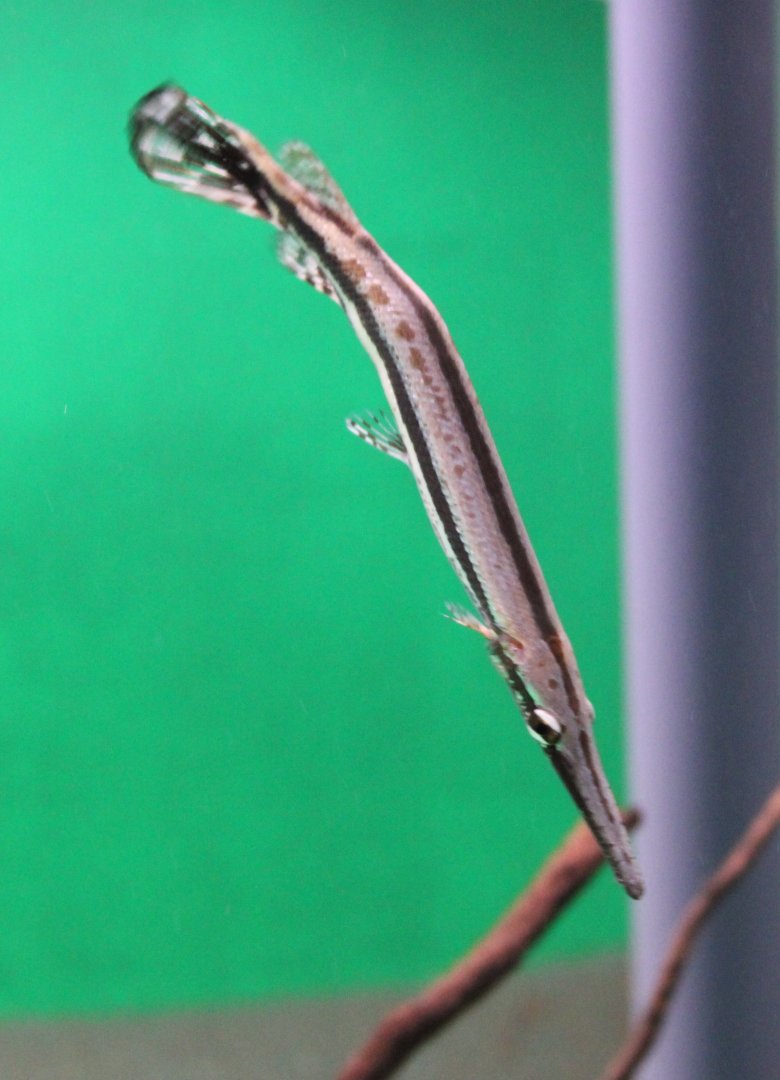 Lepisosteus ocelatus