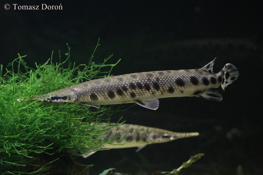 Lepisosteus oculatus.