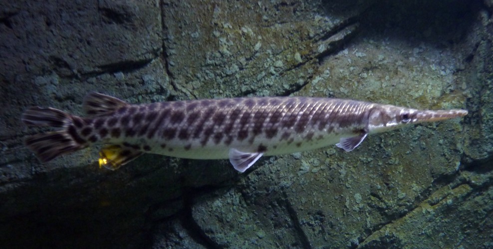 Lepisosteus oculatus