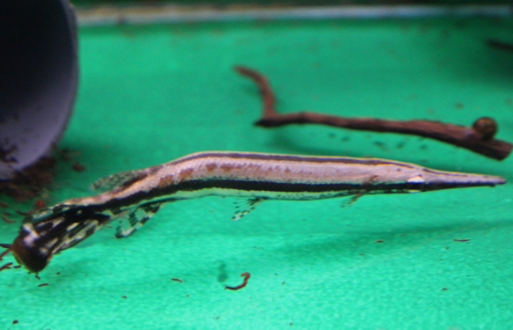 Lepisosteus oculatus