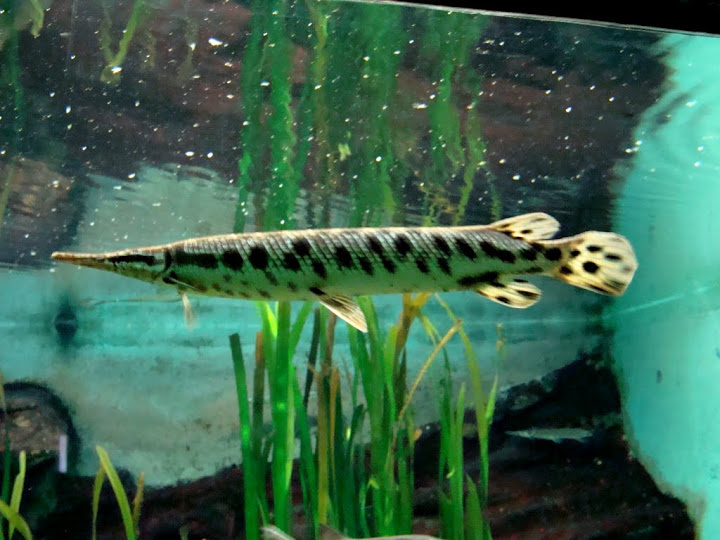 Lepisosteus platyrhinus