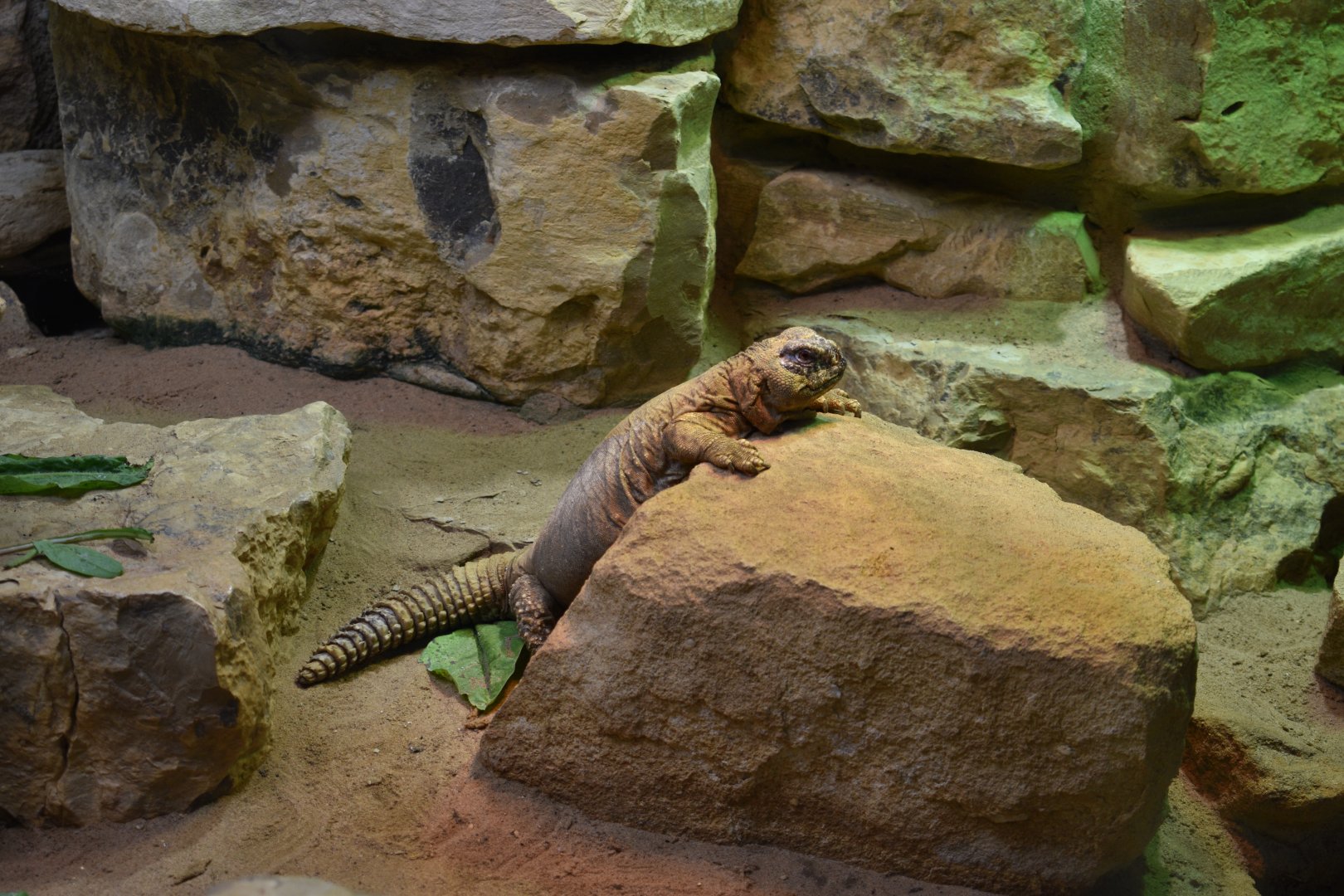 Lepiten's spiny-tailed lizard