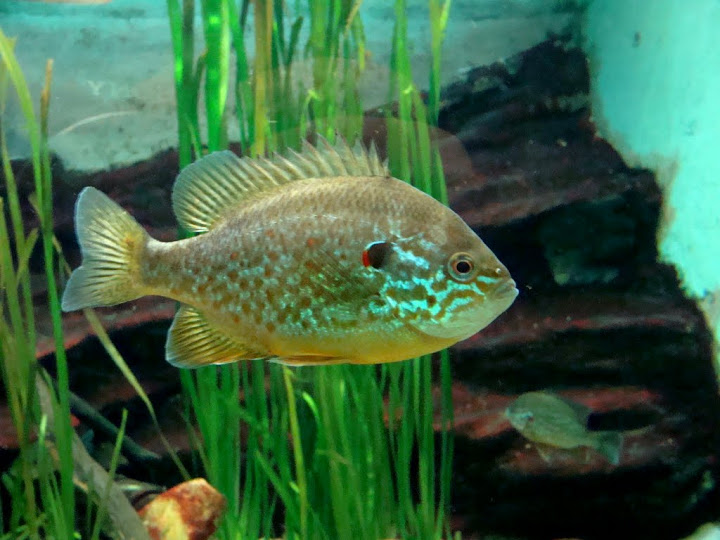 Lepomis gibbosus