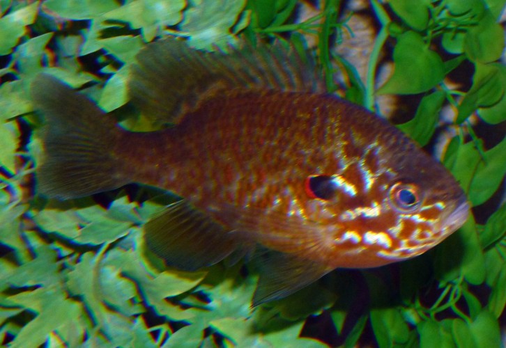 Lepomis gibbosus