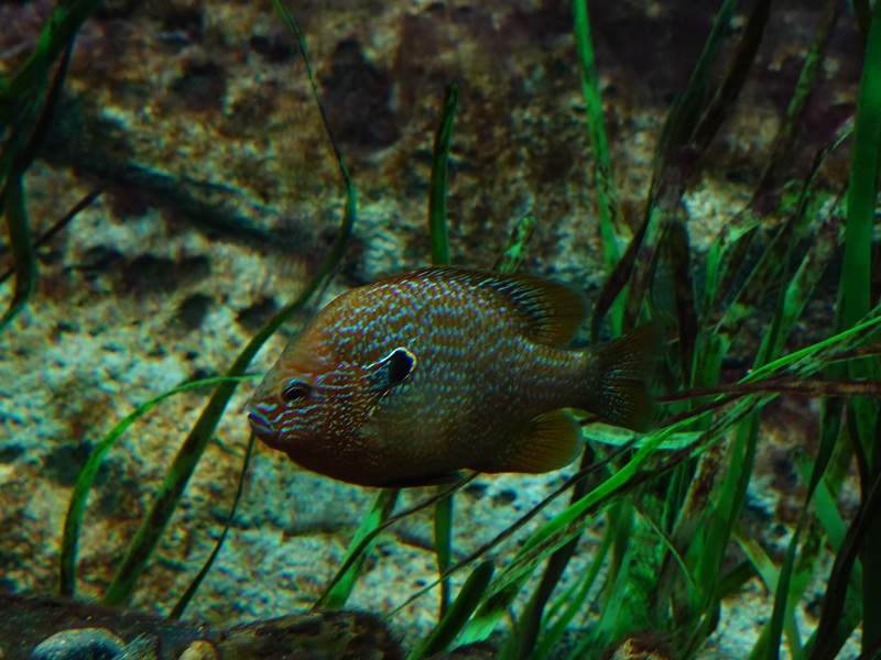 Lepomis sp.