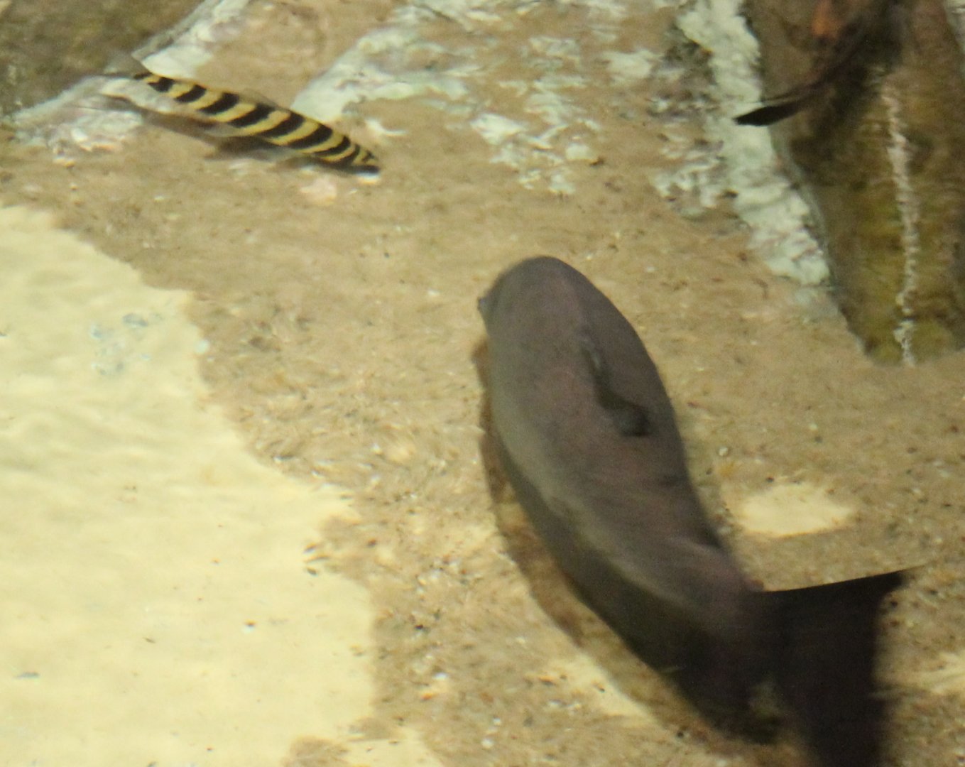 Leporinus fasciatus and Red-bellied pacu