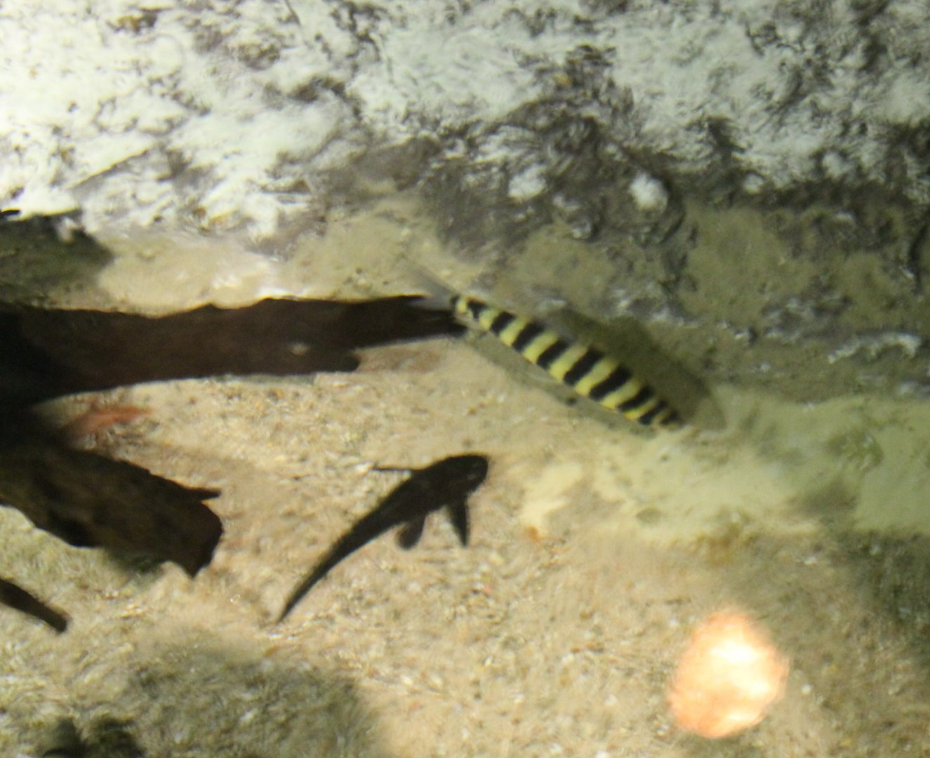 Leporinus fasciatus and Ripsaw catfish