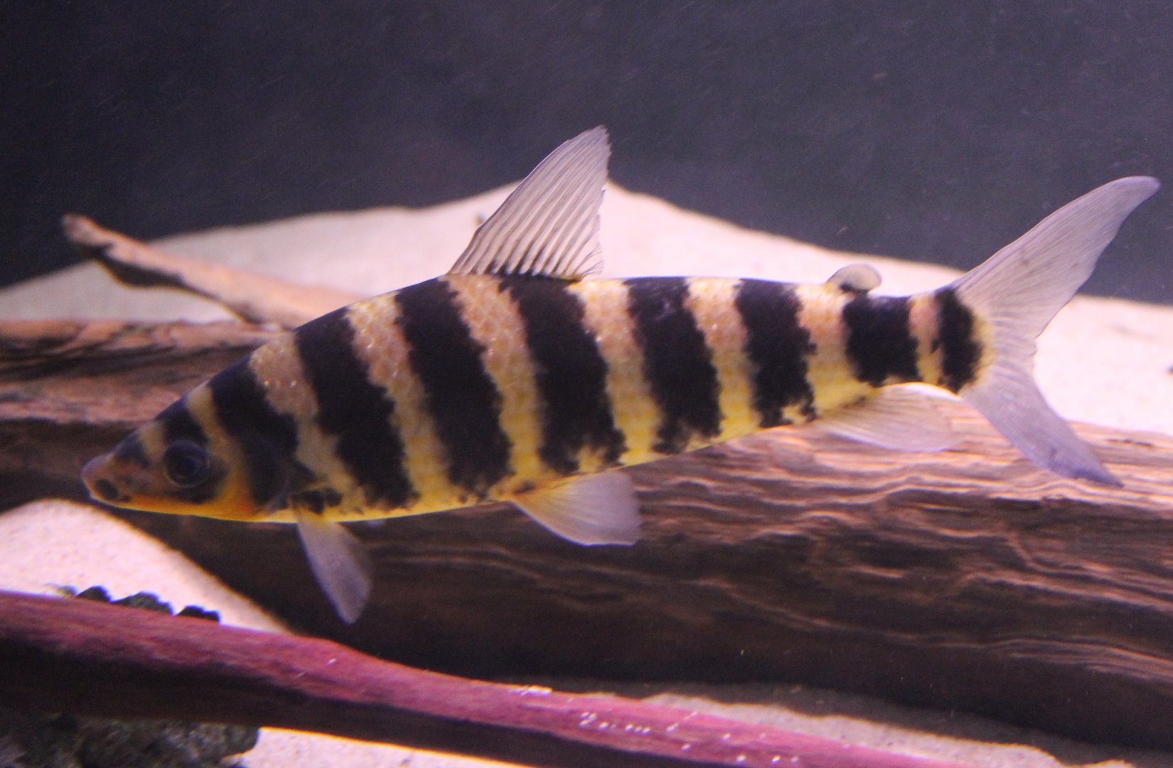Leporinus fasciatus