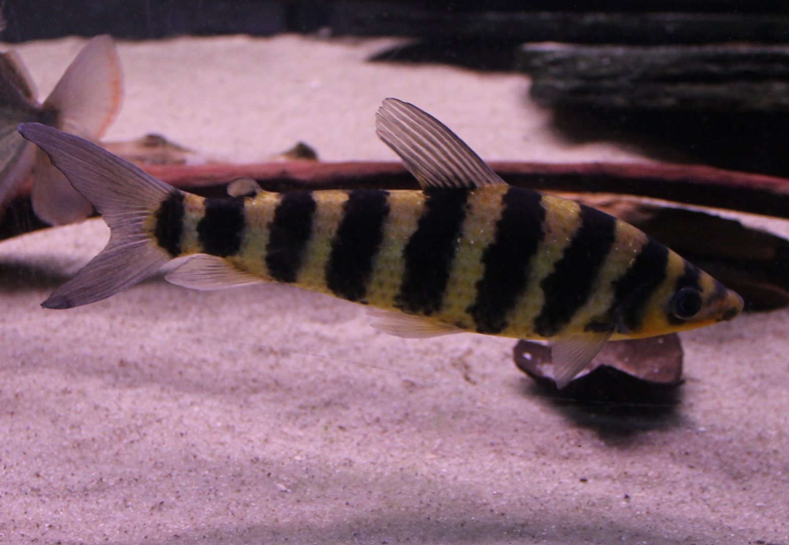 Leporinus fasciatus