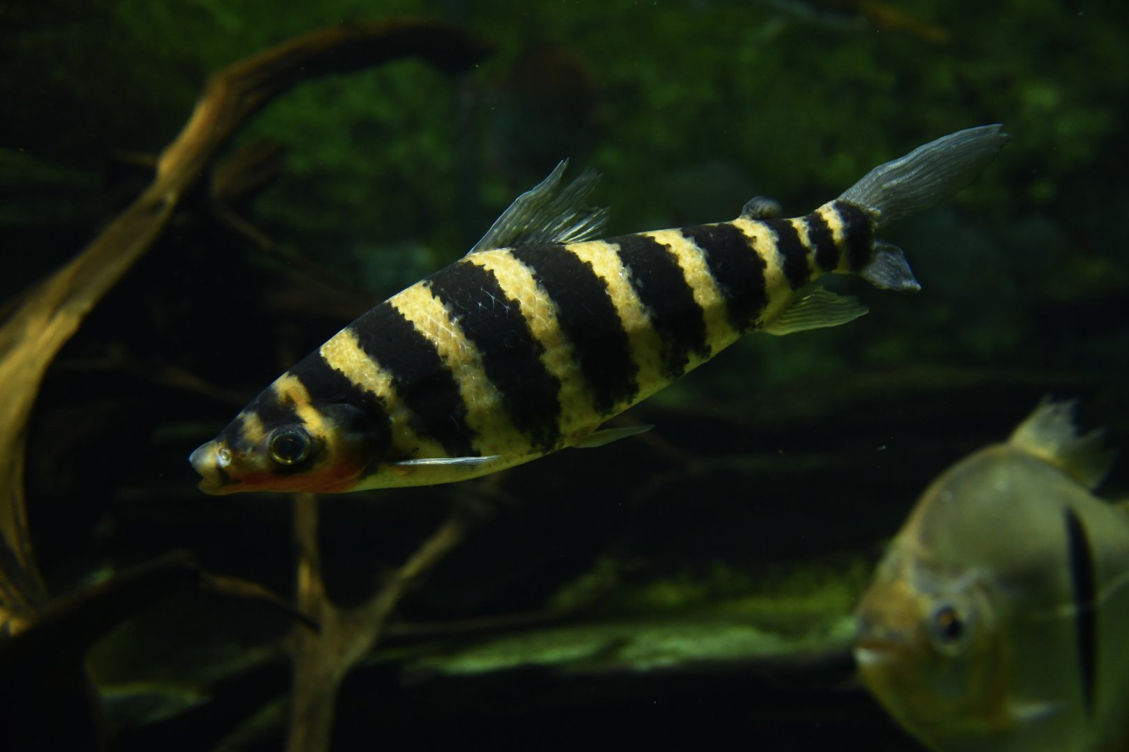 Leporinus fasciatus