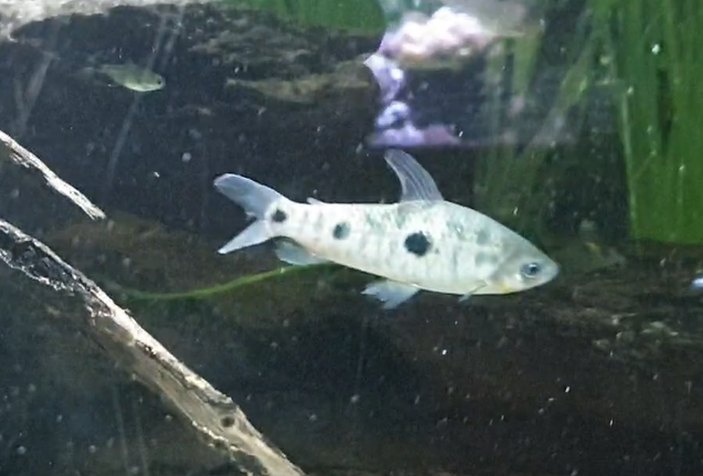 Leporinus friderici