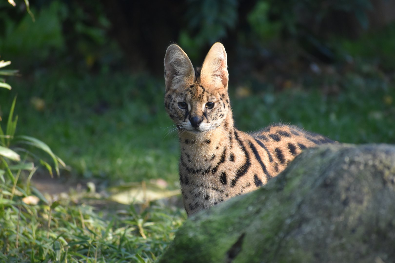 Leptailurus serval - Serval