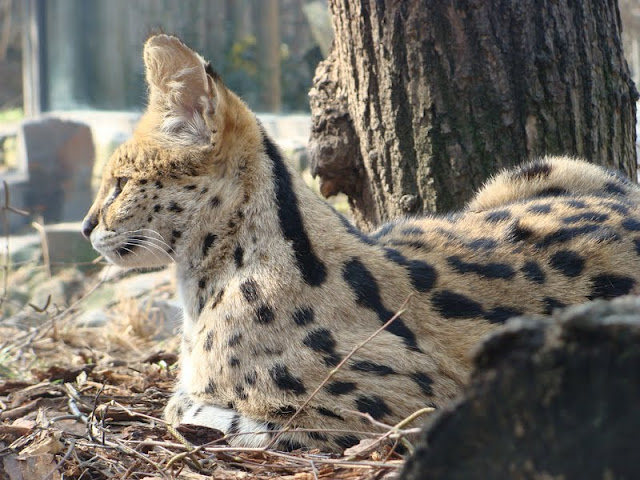 Leptailurus serval