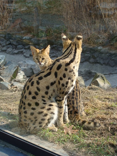 Leptailurus serval