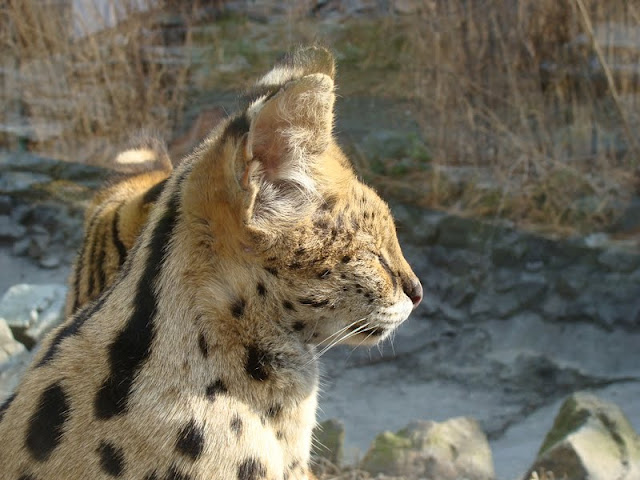 Leptailurus serval